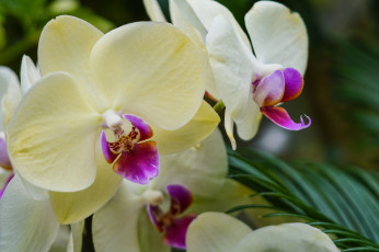 обоя цветы, орхидеи, orchids, цветение, flowering, flowers