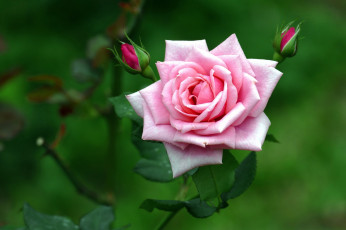 Картинка цветы розы роза розовый лепестки