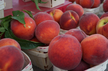 Картинка еда персики +сливы +абрикосы фрукт листики персик