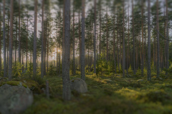 Картинка природа лес тракт