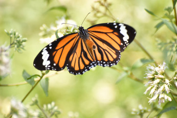 Картинка животные бабочки +мотыльки +моли окрас крылья бабочка