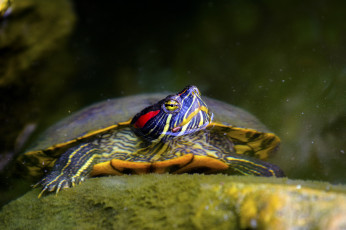 Картинка животные Черепахи черепаха вода панцырь