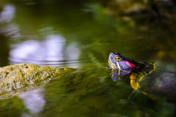 Картинка животные Черепахи панцырь вода черепаха