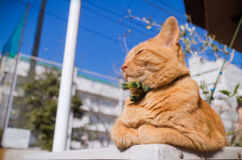 Картинка животные коты лето рыжий кот