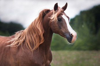 Картинка животные лошади handsome horse животное красавцы animal