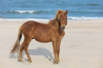 Картинка животные лошади horse animal handsome красавцы животное