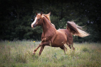 Картинка животные лошади лошадь большая грива окрас