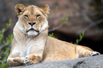 Картинка животные львы кошка забавный язык лев