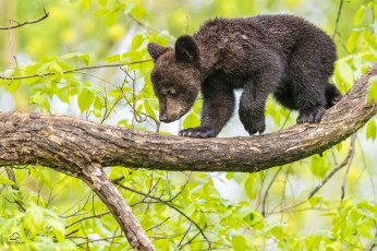 Картинка животные медведи медвежонок дерево малыш