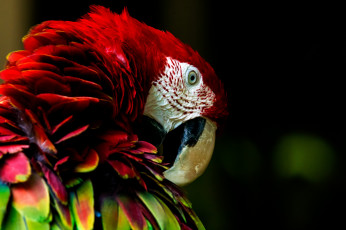 Картинка животные попугаи птица клювик перья окрас попугай