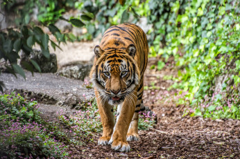 Картинка животные тигры тигр кошка котёнок бревно амурский ветка детёныш