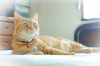 Картинка животные коты рыжий ошейник