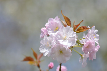 обоя цветы, сакура,  вишня, нежнось