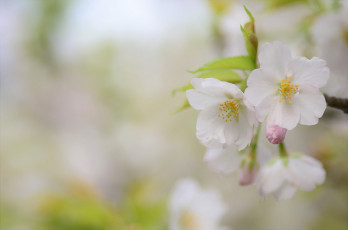 Картинка цветы сакура +вишня нежность