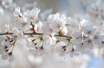 Картинка цветы сакура +вишня нежность