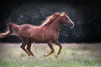 Картинка животные лошади handsome красавцы horse animal животное