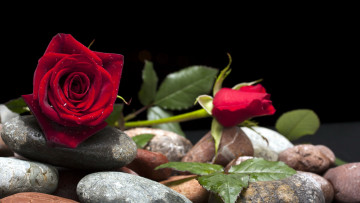 Картинка цветы розы капли бутоны дуэт красный