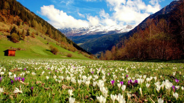 Картинка природа луга крокусы весна луг горы