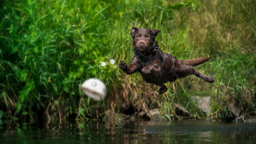 Картинка животные собаки брызги лабрадор прыжок