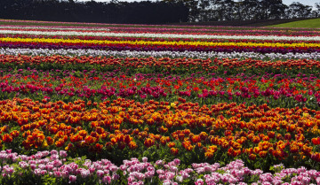 Картинка австралия цветы тюльпаны разноцветные