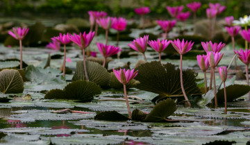 Картинка цветы лилии+водяные +нимфеи +кувшинки листья водяные лилии вода
