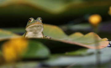 Картинка животные лягушки flower frog цветок лягушка