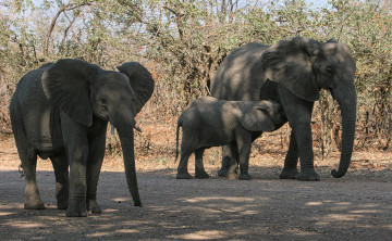 обоя животные, слоны, хобот, большой, слон, ушки