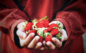 Картинка еда клубника +земляника ягоды ладони руки