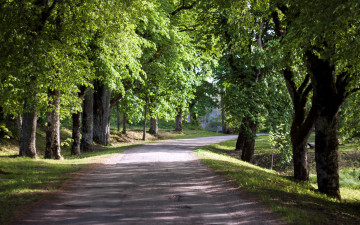 Картинка природа дороги дорога проселочная деревья аллея поворот