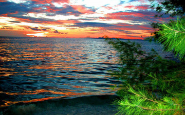 Картинка природа моря океаны море ветки закат небо