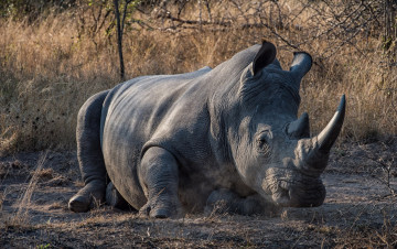 Картинка животные носороги ветки трава земля