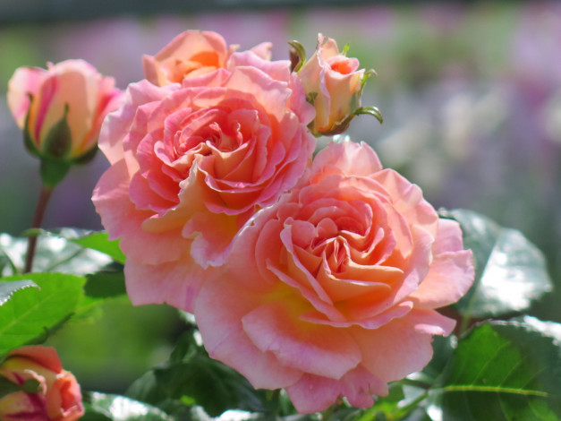 Обои картинки фото цветы, розы, цветение, роза, розовая, листья, лепестки