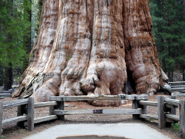 Обои картинки фото general sherman giant sequoia tree, природа, деревья, general, sherman, giant, sequoia, tree