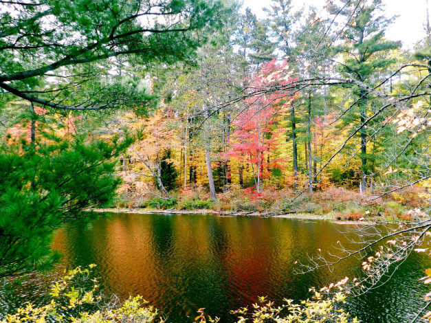 Обои картинки фото природа, реки, озера, осень, деревья, река