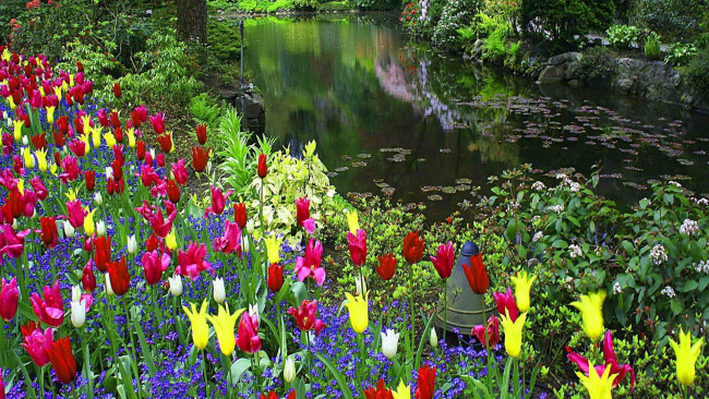 Обои картинки фото природа, парк, тюльпаны, весна, водоем