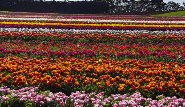 Обои картинки фото австралия, цветы, тюльпаны, разноцветные
