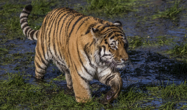 Обои картинки фото животные, тигры, грязь, трава