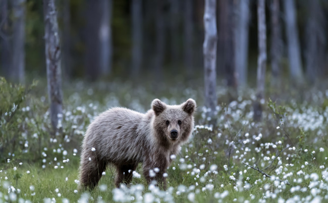 Обои картинки фото животные, медведи, лето, медведь, природа