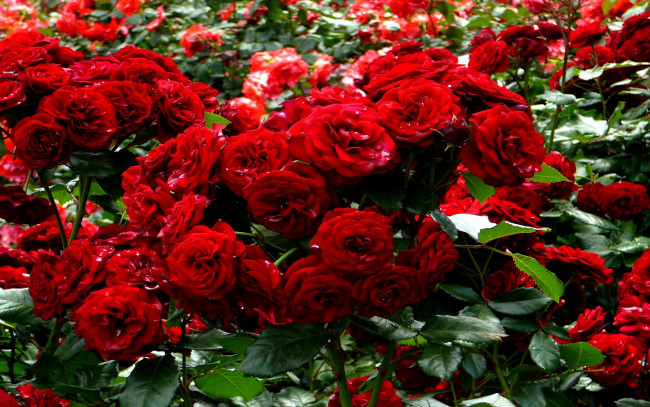 Обои картинки фото цветы, розы, капли, много, алый