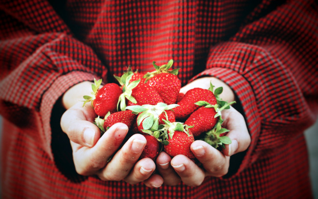 Обои картинки фото еда, клубника,  земляника, ягоды, ладони, руки
