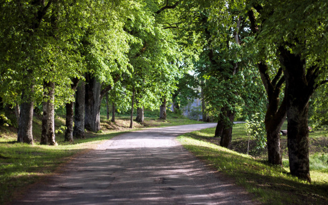 Обои картинки фото природа, дороги, дорога, проселочная, деревья, аллея, поворот