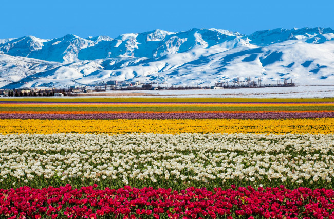 Обои картинки фото австралия, цветы, тюльпаны, горы, разноцветные