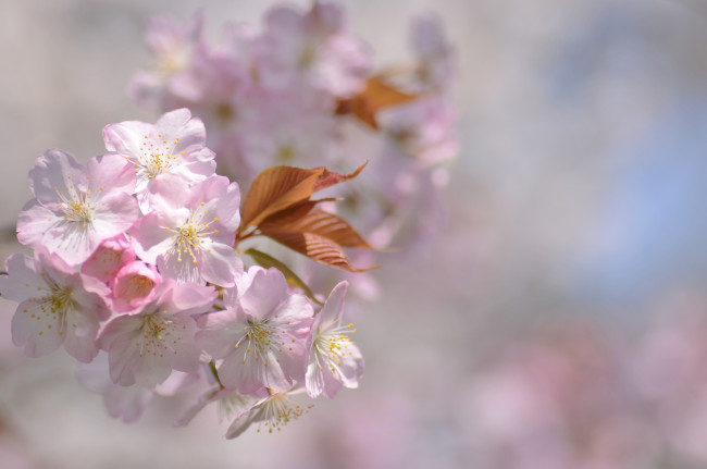 Обои картинки фото цветы, сакура,  вишня, нежнось