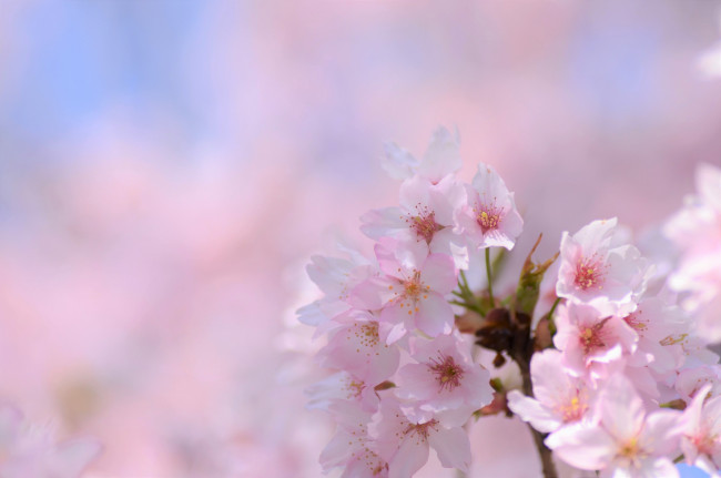 Обои картинки фото цветы, сакура,  вишня, нежность