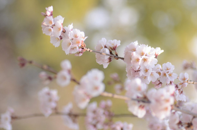 Обои картинки фото цветы, сакура,  вишня, нежность