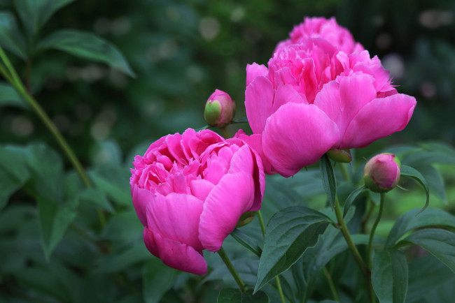 Обои картинки фото цветы, пионы, цветение, розовый, лепестки, бутон, пион