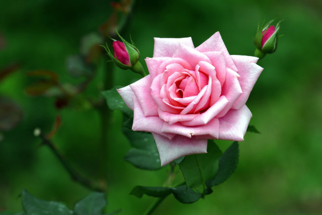 Обои картинки фото цветы, розы, роза, розовый, лепестки