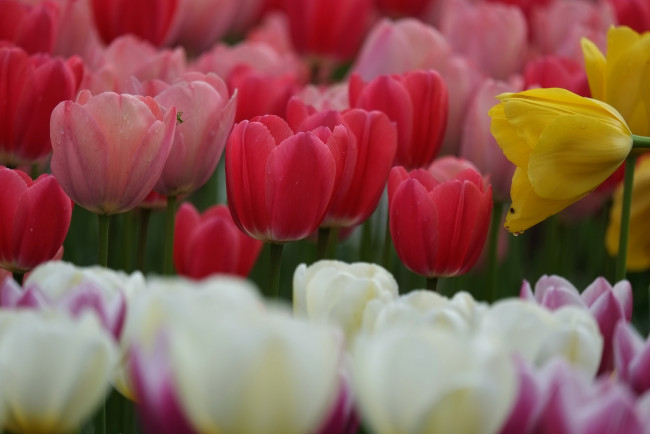 Обои картинки фото цветы, тюльпаны, лепестки, цветение, разноцветные, много