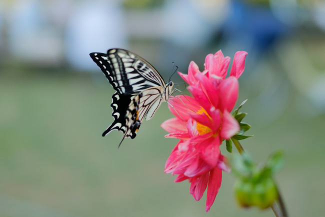 Обои картинки фото животные, бабочки,  мотыльки,  моли, butterfly, расцветка, яркость, colors, brightness, бабочка