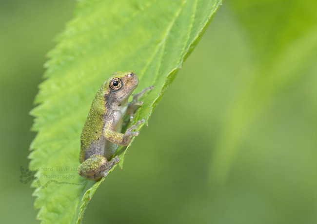 Обои картинки фото животные, лягушки, flower, frog, цветок, лягушка